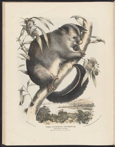 Säugetiere Australiens (Krefft) Nla.obj-33627803-9 Das Gemeine Opossum von Helena Scott