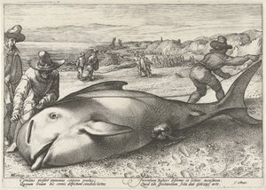 Gestrandeter Grindwal am Strand bei Zandvoort, 1594 von Hendrick Goltzius (workshop of)