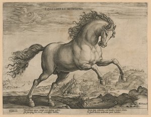 Wildes Pferd von Hendrick Goltzius