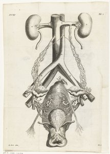 Anatomische Abbildung der weiblichen Geschlechtsorgane und der Nieren (Buchillustration)