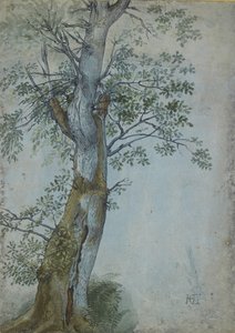 Studie eines Baumes, 1597-99 von Hendrik Goltzius