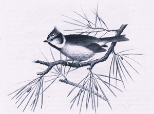 Schottische Haubenmeisen, Natur in Großbritannien veröffentlicht von Collins, 1946