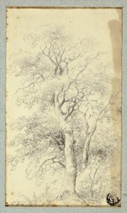 Baum