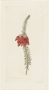 Blumen (Erica Mammosa) von Hendrik Schwegman