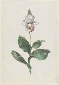 Orchidee Frauenschuh (Cypripedium reginae Walter) von Hendrik Schwegman