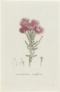 Phaenocoma prolifera