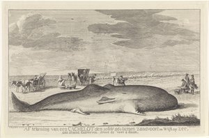 Gestrandeter Pottwal von Hendrik Spilman