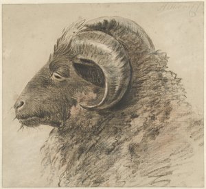 Kopf eines Widders, nach links, von der Seite gesehen von Hendrik Stokvisch