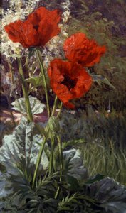 Mohnblumen. Gemälde von Henri Biva (1848-1928) Privatsammlung.