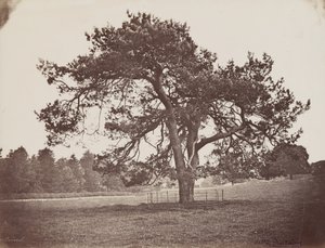 Parc de Hamilton Palace (Schirmkiefer), ca. 1858