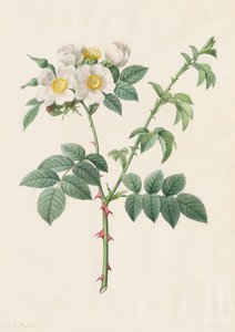 Heckenrose oder Hundsrose Rosa Leucantha, 1817-1824 von Pierre Joseph Redouté