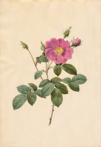 Kohlrose Rosa Centifolia Simplex, 1817-1824