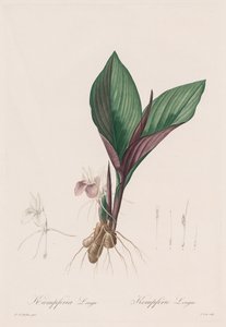 Die Liliengewächse: Kaempferia longa, 1802-1816 von Pierre Joseph Redouté