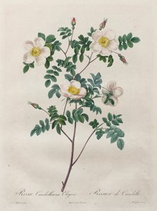 Les Roses: Rosa Candolleana Elegans, 1817-1824 von Pierre Joseph Redouté