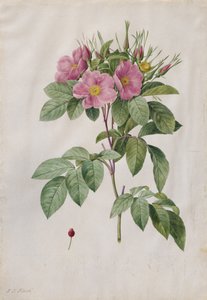 Weiderose Rosa Carolina Corymbosa von Pierre Joseph Redouté