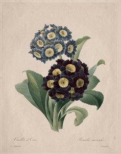 Primula auricula, 1827 von Pierre Joseph Redouté