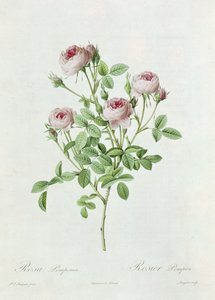 Rosa Pomponia, aus 