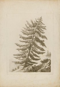 Eine Kiefer von Henri L