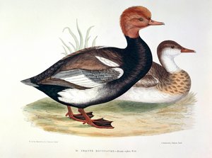 Darstellung einer Rothaubentaucher-Platte von H. Blanchere
