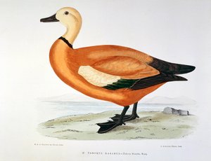Darstellung einer Kasarka-Ente. Platte von H. Blanchere