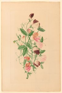 Zeichnung, Süßwicken, 1875