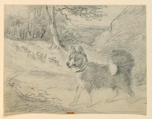 Studie eines Elchhundes