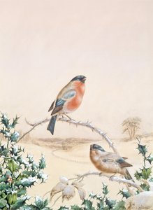 Winterszene mit Buchfink und Stechpalme von Henry Bright