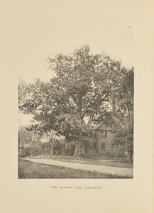 Die Beaman-Eiche, Lancaster