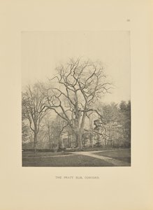 Die Pratt-Ulme, Concord