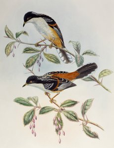 Rostrücken-Sibia (Heterophasia annectans), aus Vögel Asiens von Henry Constantine Richter