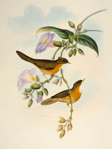 Rotbauch-Babbler (Dumetia hyperythra), Lithographie aus Birds of Asia von Henry Constantine Richter