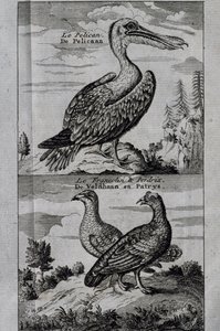 Pelikan, Haselhuhn und Rebhuhn, Gravur aus Reise nach der Hudson Bay von Henry Ellis