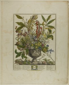 Januar, aus Zwölf Monate der Blumen von Henry Fletcher