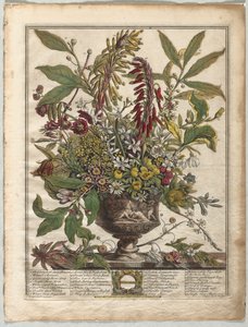 Die zwölf Monate der Blumen: Januar von Henry Fletcher