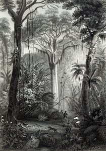 Szene in einem brasilianischen Wald, graviert von J. Bishop