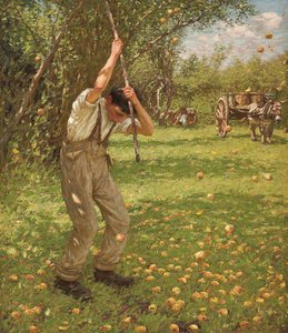 Schütteln von Apfelbäumen für Cider