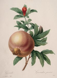 Auswahl der schönsten Blumen...schönsten Früchte: Granatapfel