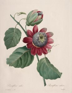 Auswahl der schönsten Blumen...schönste Früchte: Geflügelte Passionsblume von Henry Joseph Redouté