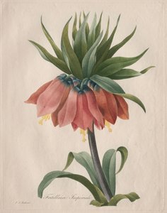Kaiserkrone von Henry Joseph Redouté