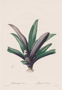 Die Liliengewächse: Tradescantia discolor von Henry Joseph Redouté