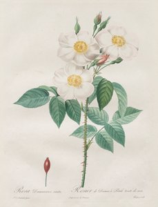 Die Rosen: Rosa Damascena, subalba