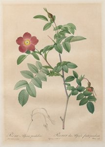 Die Rosen: Rosa alpina pendulina