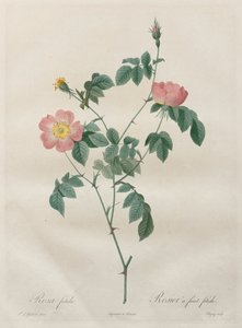 Die Rosen: Rosa indica