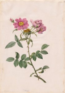 Rosa Collina Monsoniana von Henry Joseph Redouté
