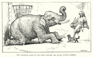 Der Elefant fällt vor dem kleinen schottischen Terrier auf die Knie