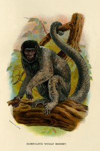 Humboldts Wollaffe, 1896