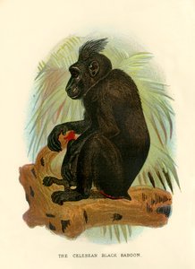 Der Celebeanische Schwarze Pavian