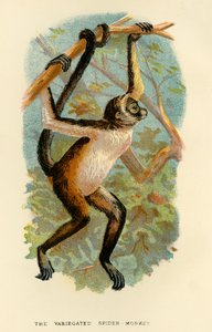 Der Bunte Spinnenaffe, 1896