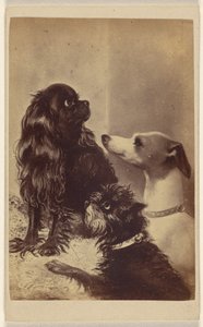 Floss, Daisy & Fee; Hunde der Baronin McClifford von Henry Pointer