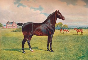 Hackney-Ponyhengst Berkeley Model, um 1900 von Henry Powell Palfrey